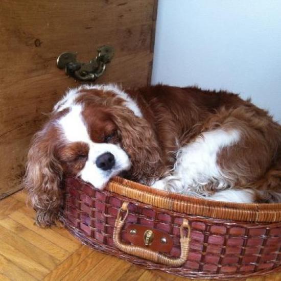 Hondenuitlater gezocht voor ontzettend leuke Cavalier King Charles Spaniel — foto 2