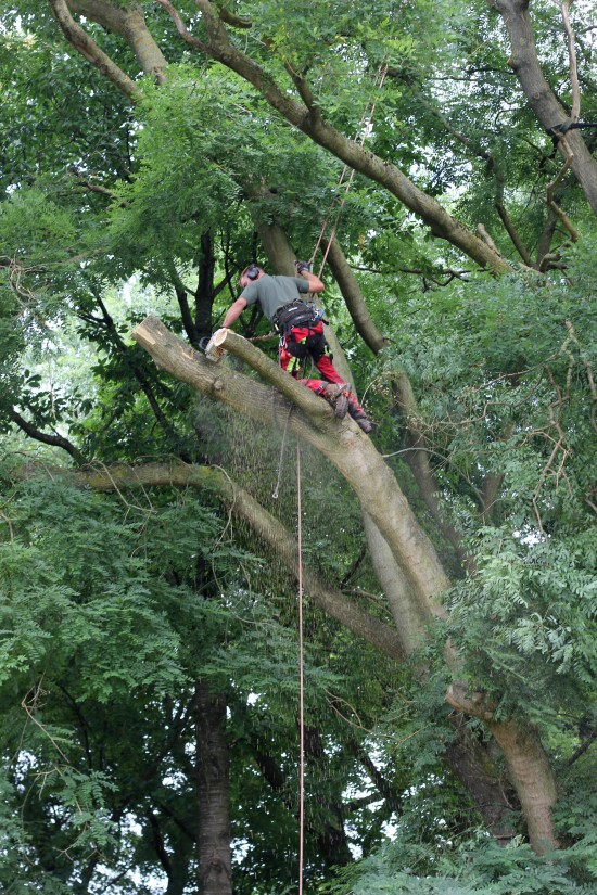 Snoeien of kappen en verwijderen van uw boom — foto 2
