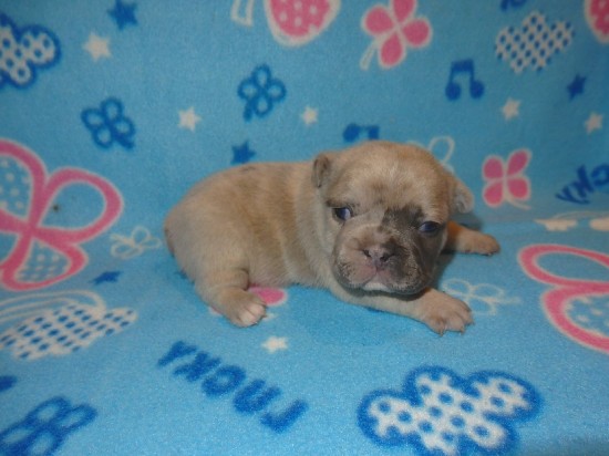 Französische Bulldog Welpen — foto 2