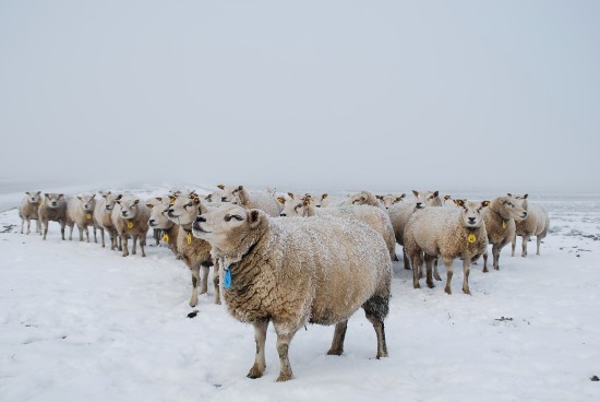 Fotograaf voor Bruidsreportage's, website's of andere doeleinden — foto 2