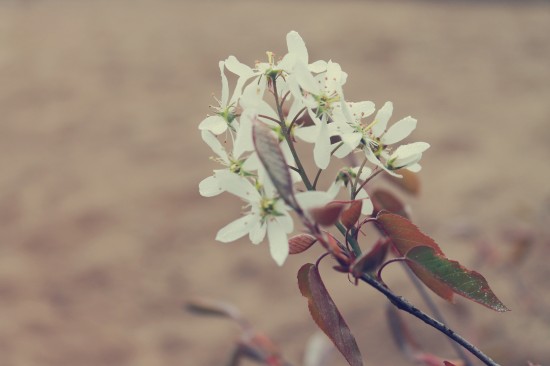 Dana van den Heuvel Photography — foto 2