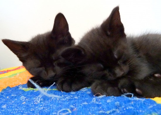 Katten zoeken liefdevol thuis — foto 2