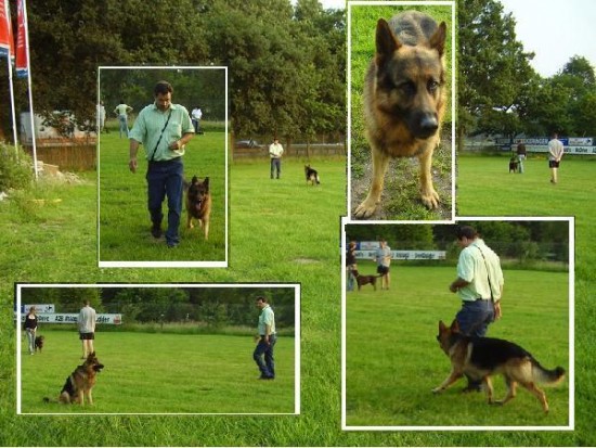 Puppy cursus in Amersfoort — foto 2