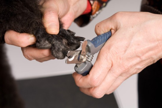 Nagels knippen hond, kat, cavia en konijn en Pet Care Kattenoppas Service — foto 2
