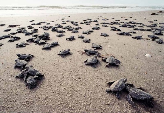 Excursies in Suriname met Oetsi Tours! — foto 2