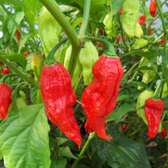 Heetste pepers van de wereld (Bhut Jolokia, Trinidad Scorpion, Carolina Reaper), direct van teler! — foto 2