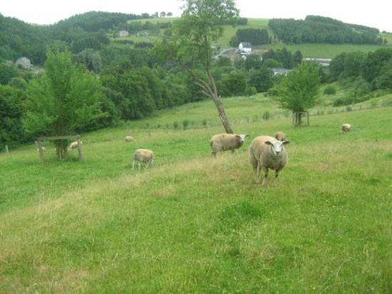 Ardennen: heerlijk huis met sauna en WiFi (10-12 p) — foto 3