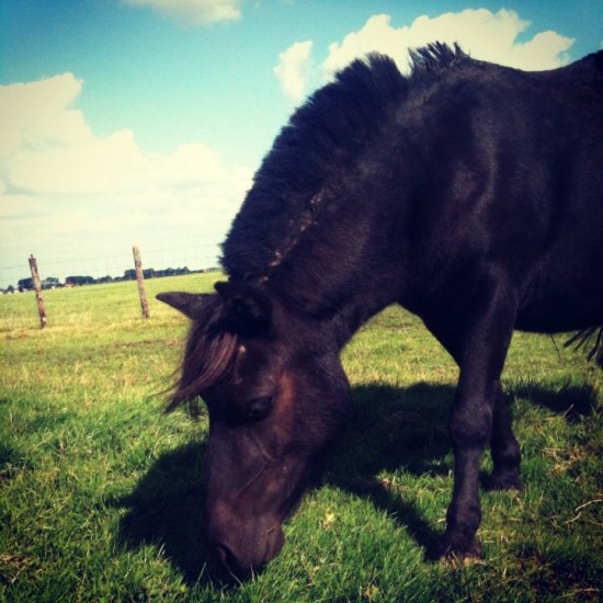 De kleine manege Vajido heeft weer plek! — foto 3