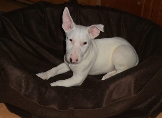 Miniatur Bull Terriers Beschikbaar met Garantie en Stamboom — foto 3