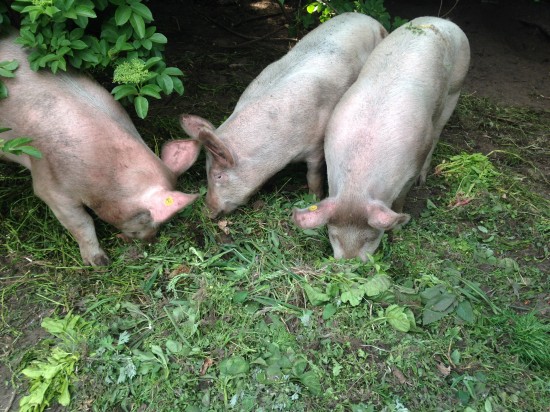 Workshop koken bij logische kookboerderij de Broksteeg — foto 3