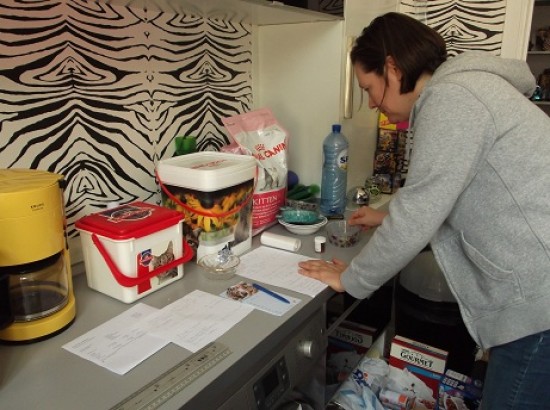 Vakantie oppas katten aan huis — foto 3