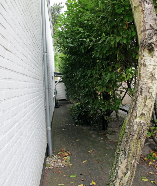 Wilgen,lindes,platanen knotten — foto 3