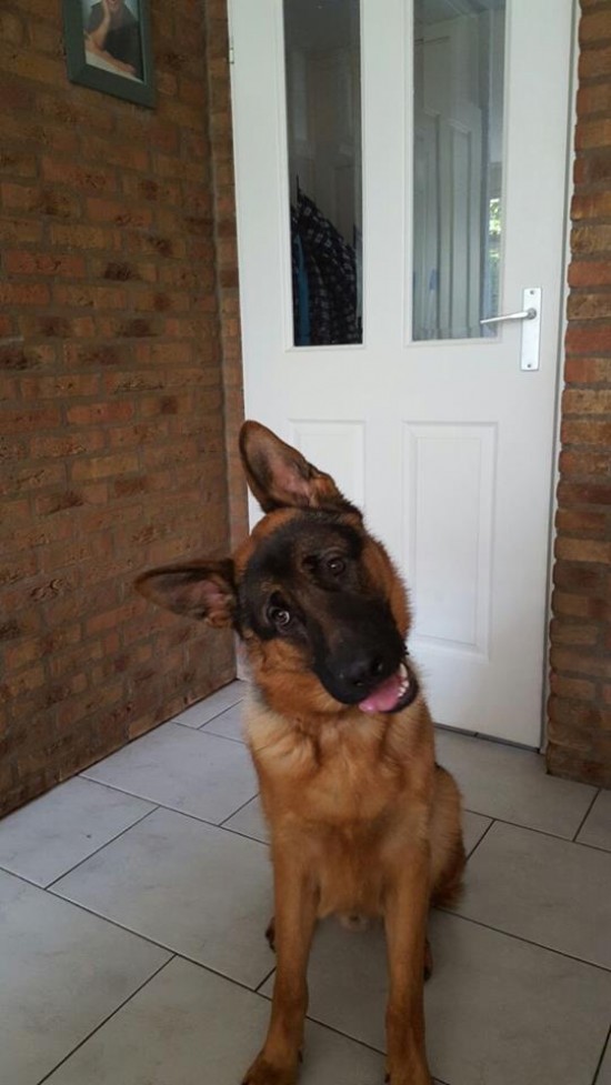 Leuke oppas vangt graag uw hond op — foto 3