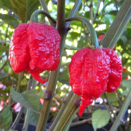 Heetste pepers van de wereld (Bhut Jolokia, Trinidad Scorpion, Carolina Reaper), direct van teler! — foto 3