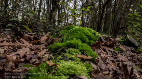 Creatieve, meedenkende fotograaf in Noorden van NL — foto 3