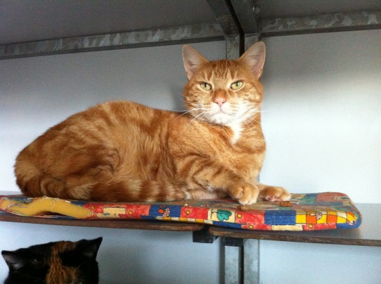 Katten zoeken liefdevol thuis — foto 3
