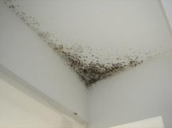 SCHIMMEL in uw woning — foto 3