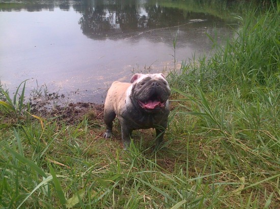 Uw hond heeft gedragsproblemen? — foto 3