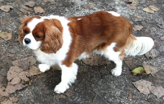 Hondenuitlater gezocht voor ontzettend leuke Cavalier King Charles Spaniel — foto 3