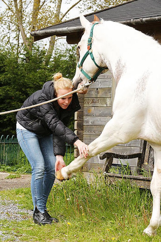 Dierfysiotherapie | P.E.T. Animal Physiotherapy | Amsterdam — foto 3