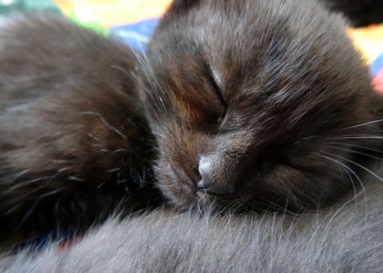 Katten zoeken liefdevol thuis — foto 3
