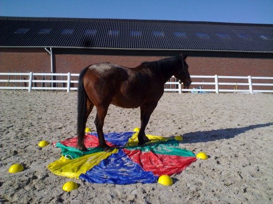 Coaching met Paarden — foto 3