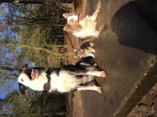 Privewandeling met uw hond, geen uitlaatservice. — foto 3