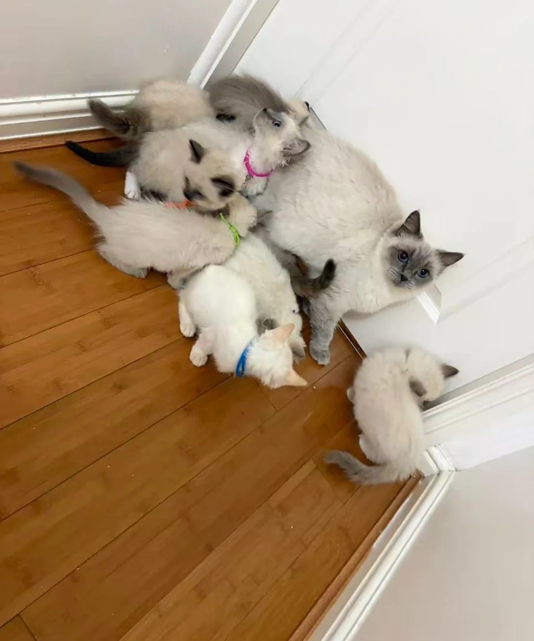 Prachtige Ragdoll-kittens