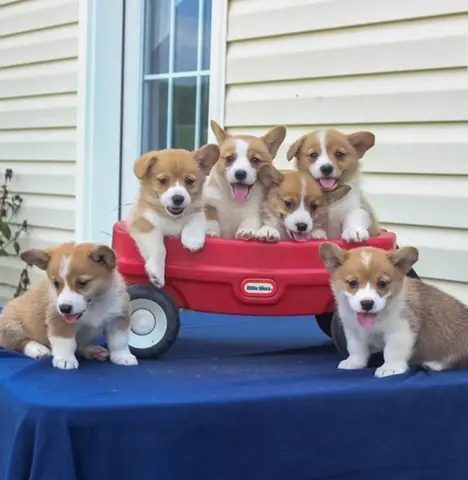 Corgi-pups te koop.