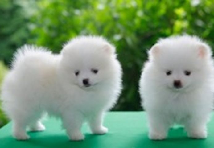 Pommerse Pommerse puppy's !!!