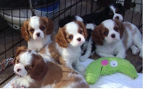 Cavalier King Charles-pups te koop