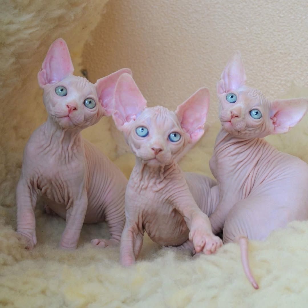 Sphynx-katjes