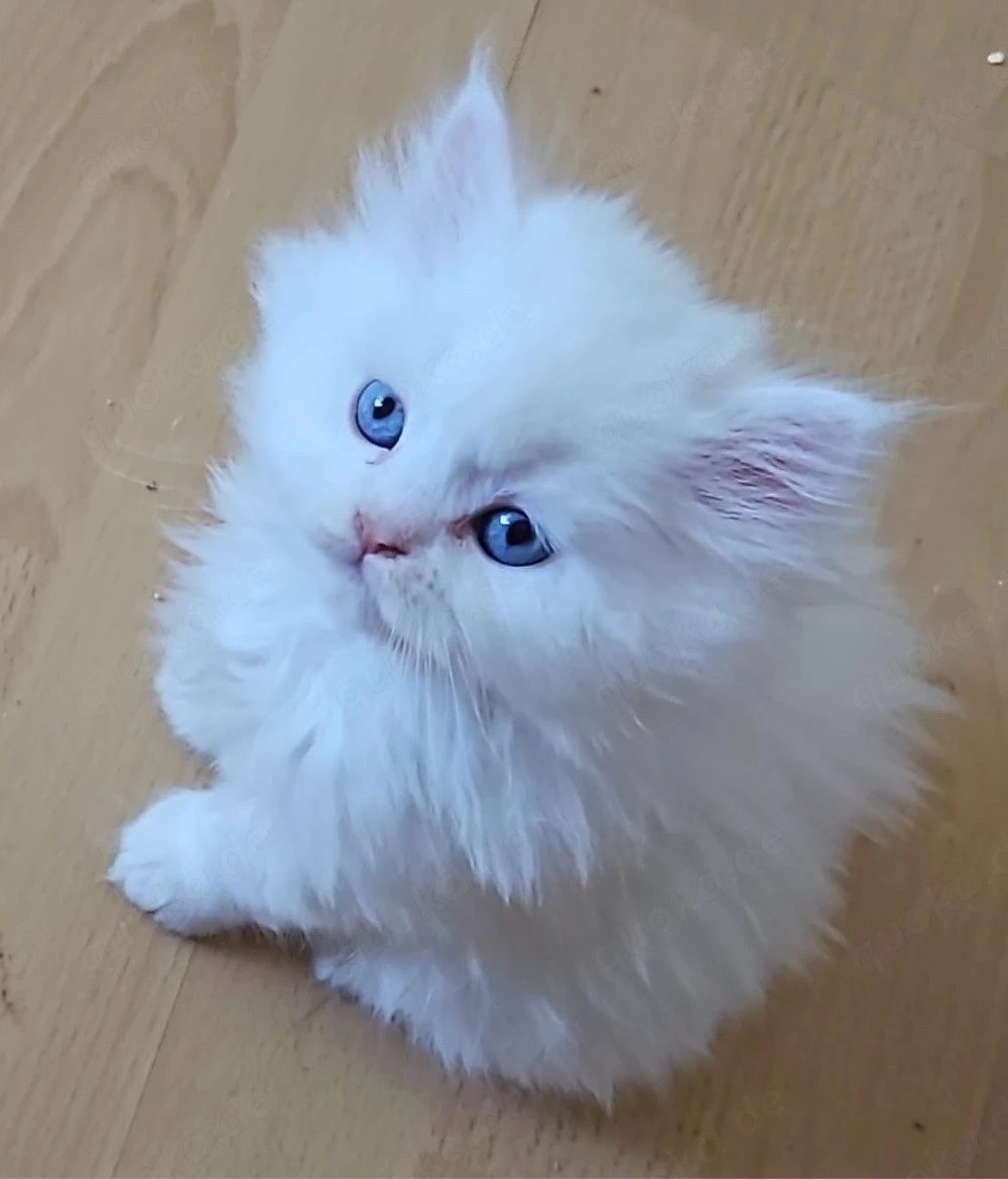 Prachtige Perzische kittens