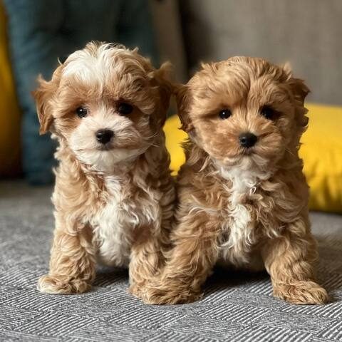 Lieve maltipoo-puppy