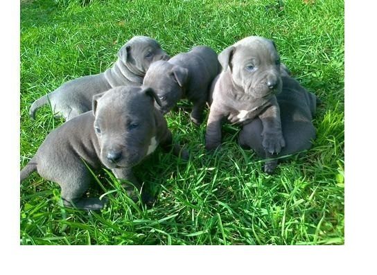 Amerikaanse Blue-Line Pit Bull Terrier-puppy's