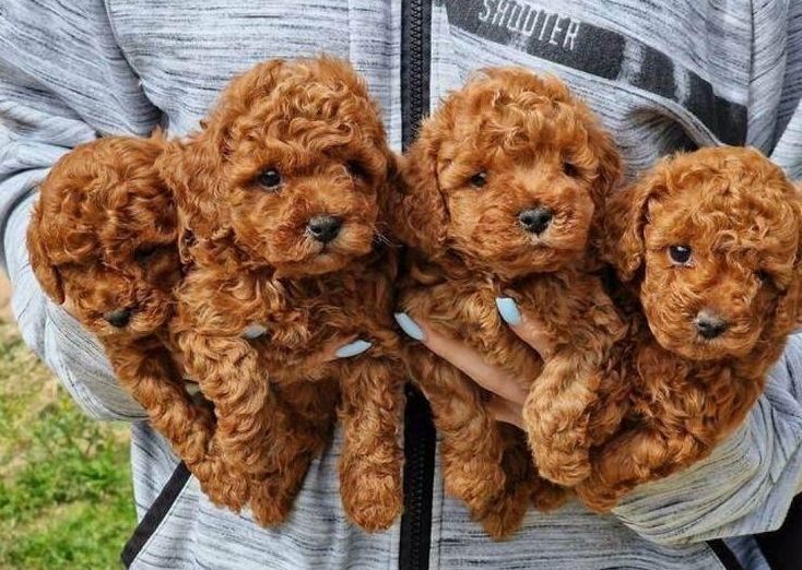 Teacup Poodle-puppy's