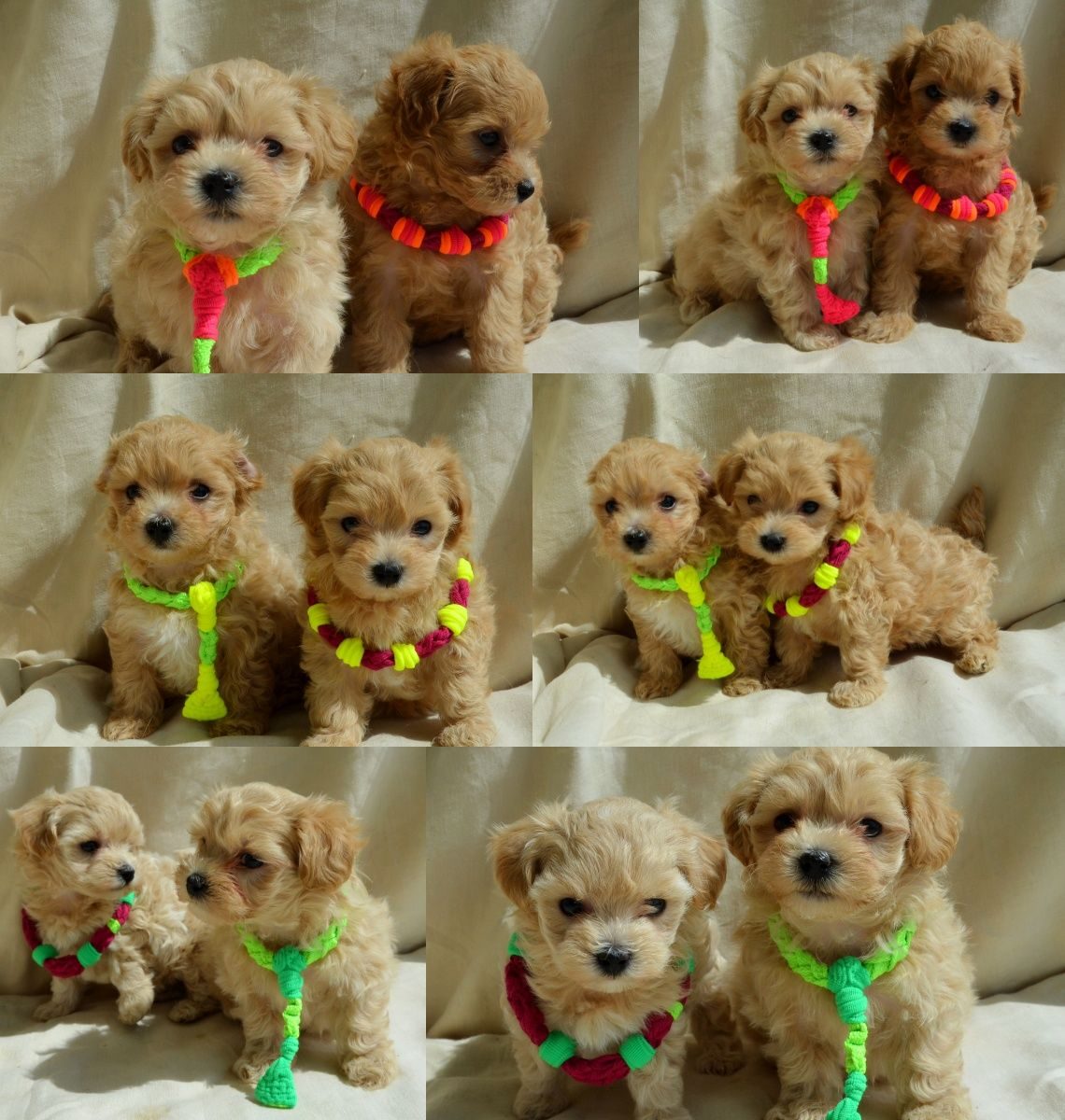 Lieve, in huis opgegroeide Maltipoo-puppy's