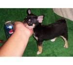 Drie Chihuahua pups bereid te gaan voor adoptie.