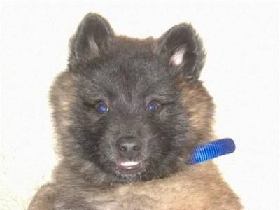 Hondenuitlaatservice DoggyBag