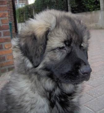 SARPLANINAC KENNEL