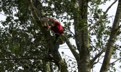 Boomverzorging, bomen rooien, snoeien, verwijderen