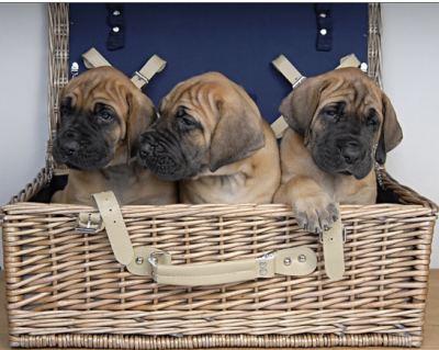 Huiselijke vakantie opvang voor uw hond bij UITLAATLIJNTJE