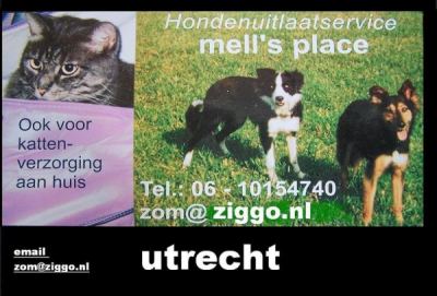 Honden uitlaat service