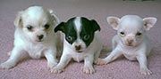 Chihuahua pups te koop