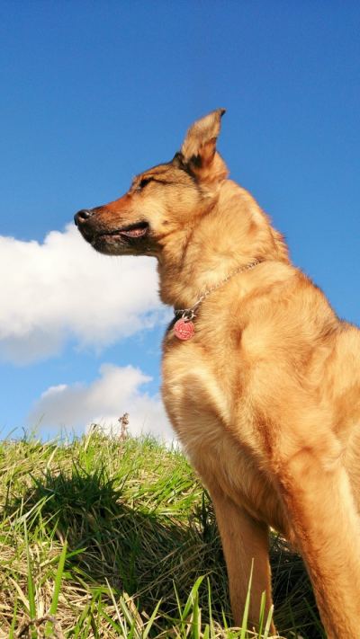 Hondenoppas Dordrecht, de plek waar uw hond zich thuis voelt