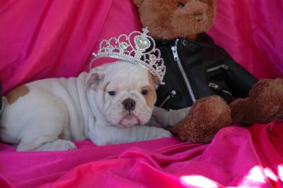 Bulldog