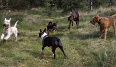 Dagopvang Hond voor regio Weert/Budel en regio Eindhoven/Someren