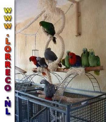 Stalling & weidegang omg. Buren/Tiel