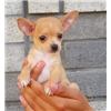 Mannelijke en vrouwelijke chihuahua v