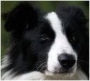 Border Collies
